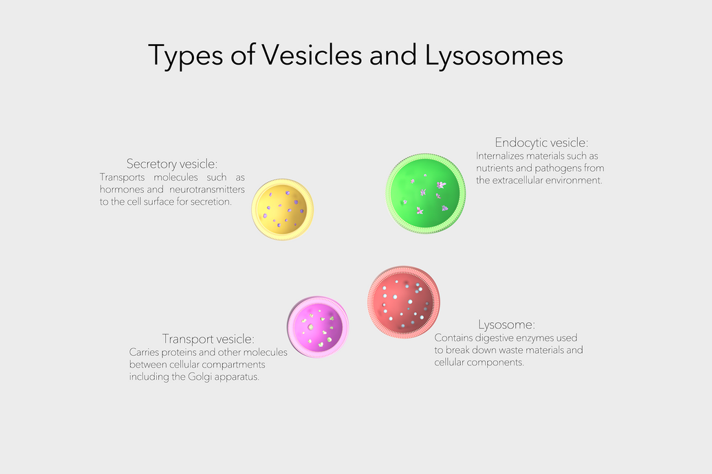 Types of Vesicles and Lysosomes
