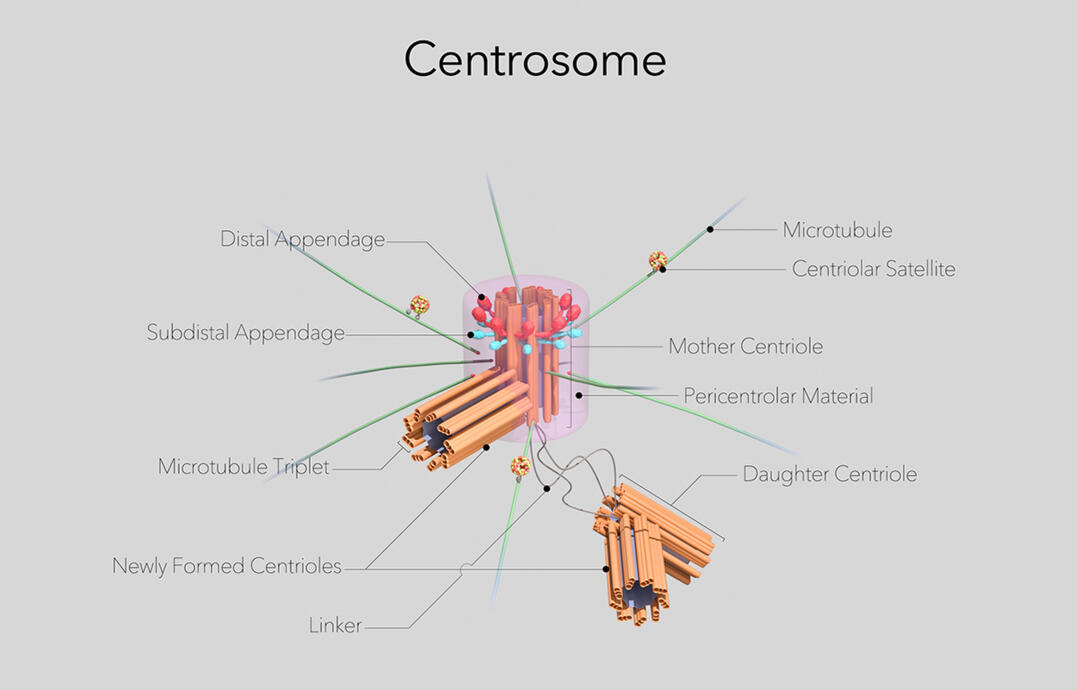 Centrosome