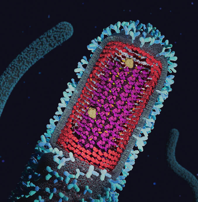 Ebola Virus