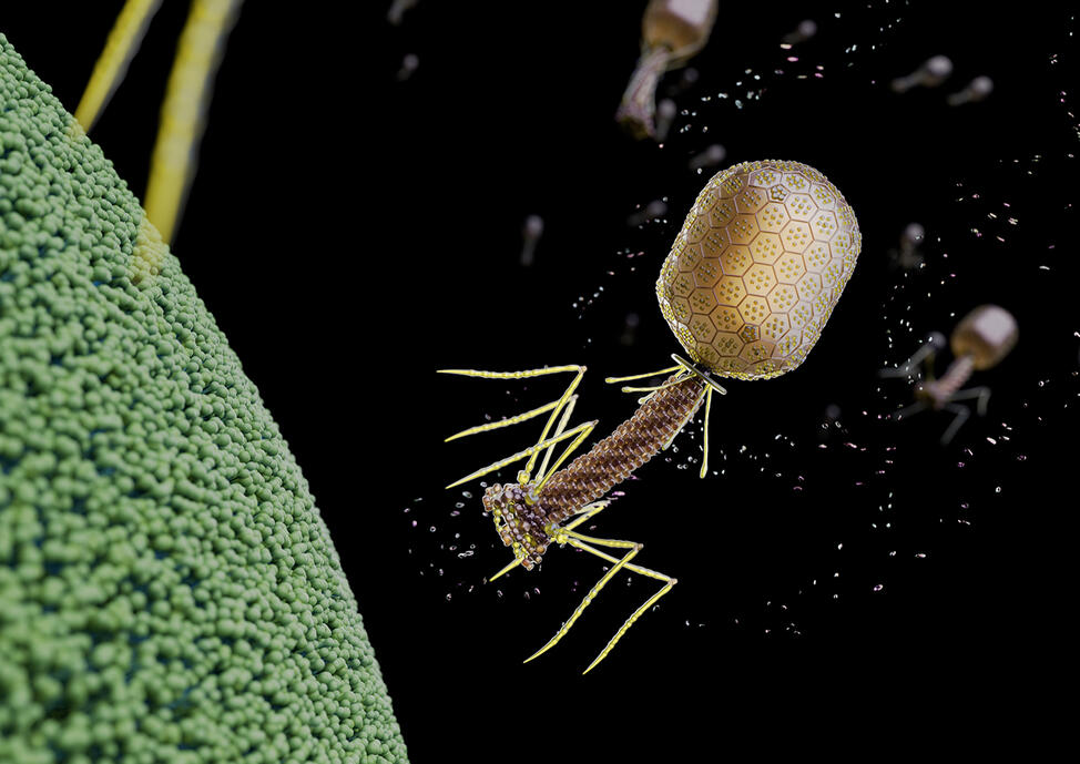 T4 Phage