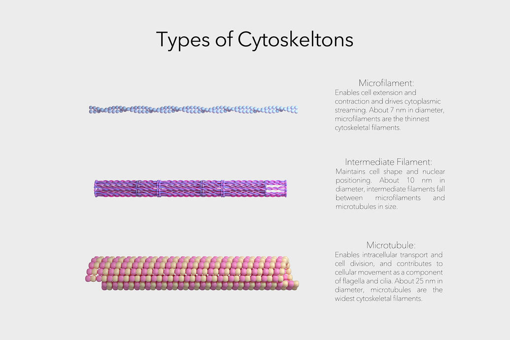 Cytoskeltons