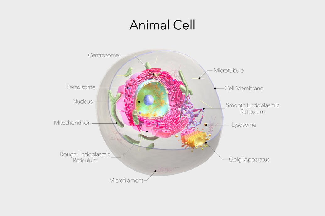 Animal Cell
