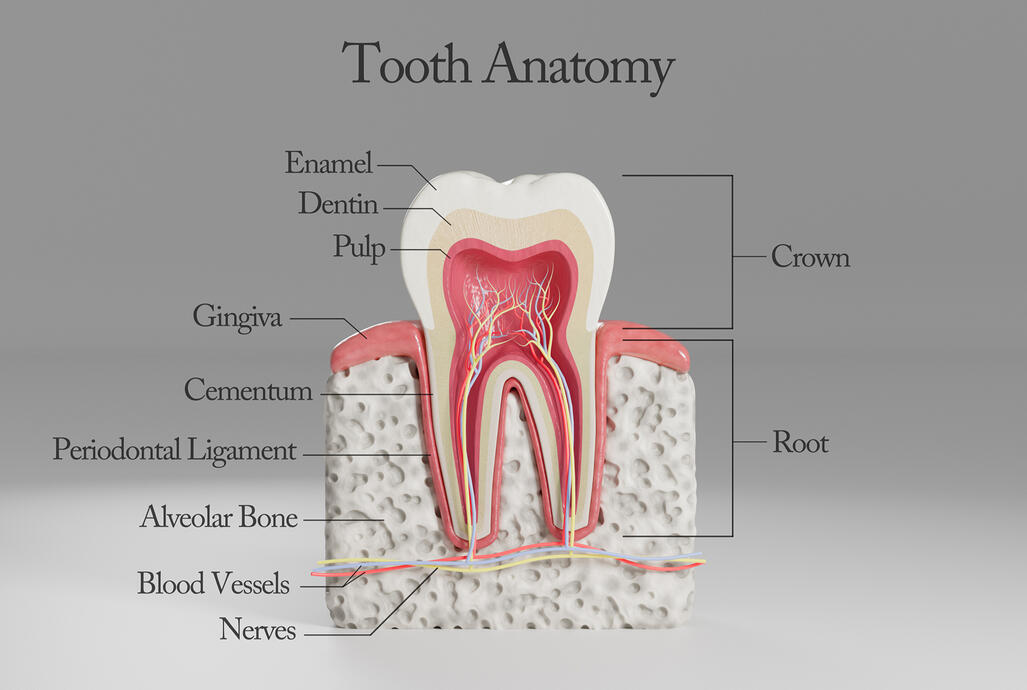 Human Tooth Anatomy